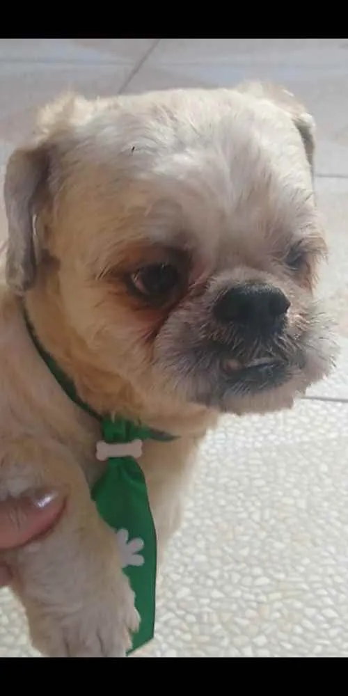 Cachorro raça Shitzu idade 2 anos nome Sem nome