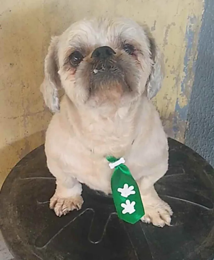 Cachorro raça Shitzu idade 2 anos nome Sem nome
