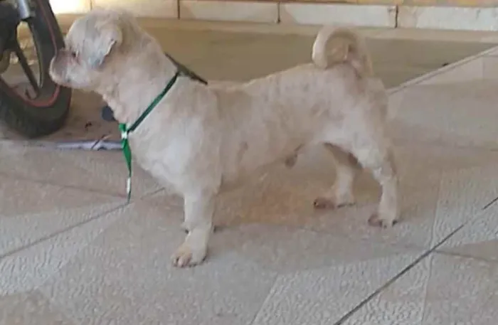 Cachorro raça Shitzu idade 2 anos nome Sem nome