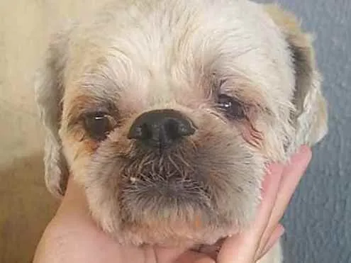 Cachorro raça Shitzu idade 2 anos nome Sem nome