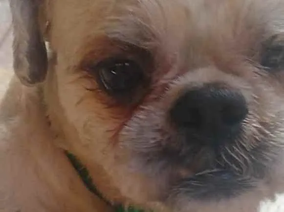 Cachorro raça Shitzu idade 2 anos nome Sem nome