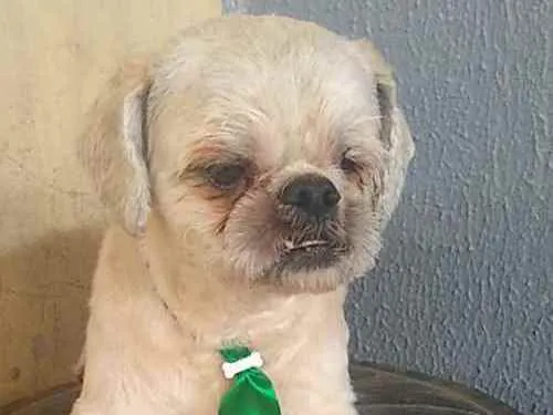 Cachorro raça Shitzu idade 2 anos nome Sem nome