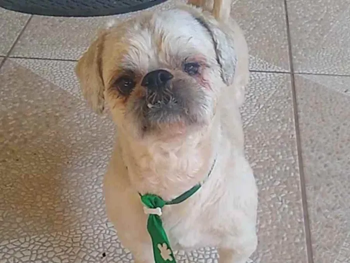 Cachorro raça Shitzu idade 2 anos nome Sem nome