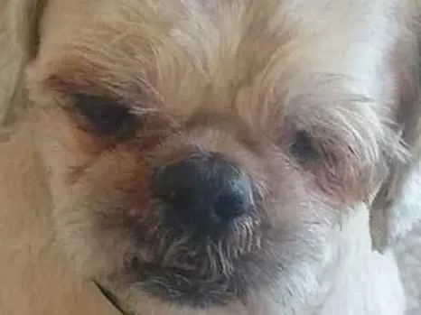Cachorro raça Shitzu idade 2 anos nome Sem nome