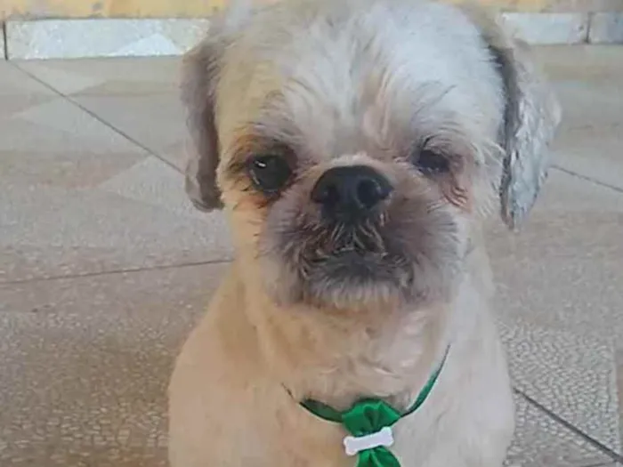 Cachorro raça Shitzu idade 2 anos nome Sem nome