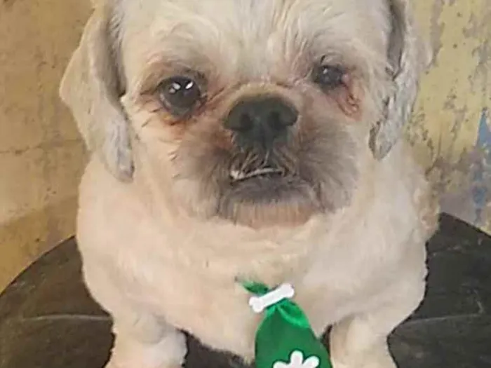 Cachorro raça Shitzu idade 2 anos nome Sem nome