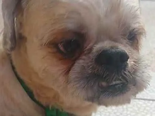 Cachorro raça Shitzu idade 2 anos nome Sem nome