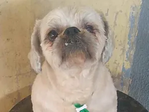 Cachorro raça Shitzu idade 2 anos nome Sem nome