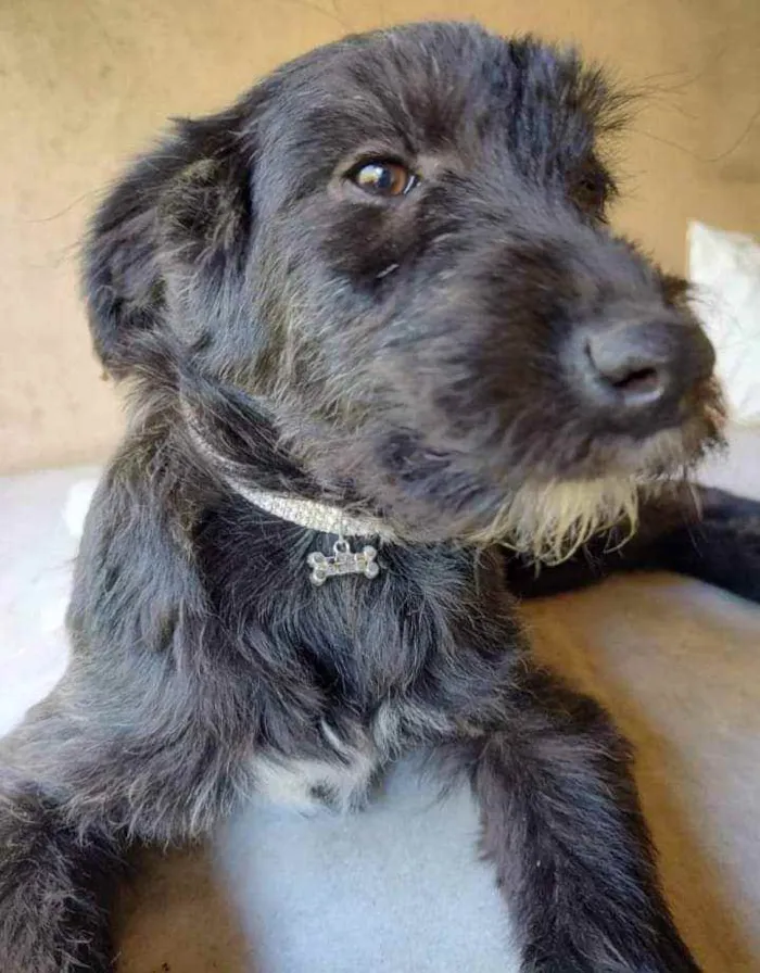 Cachorro ra a SRD idade 2 a 6 meses nome Fênix 
