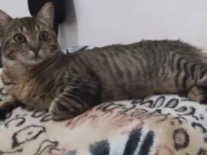 Gato raça Normal  idade 7 a 11 meses nome Simba