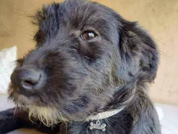 Cachorro ra a SRD idade 2 a 6 meses nome Fênix 