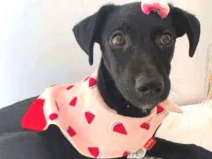 Cachorro raça SRD idade 2 a 6 meses nome Pérola 