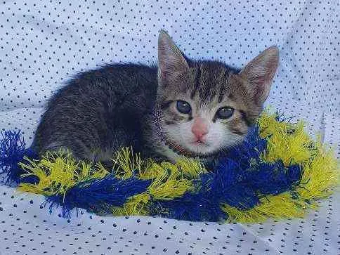 Gato ra a SRD idade Abaixo de 2 meses nome THOR