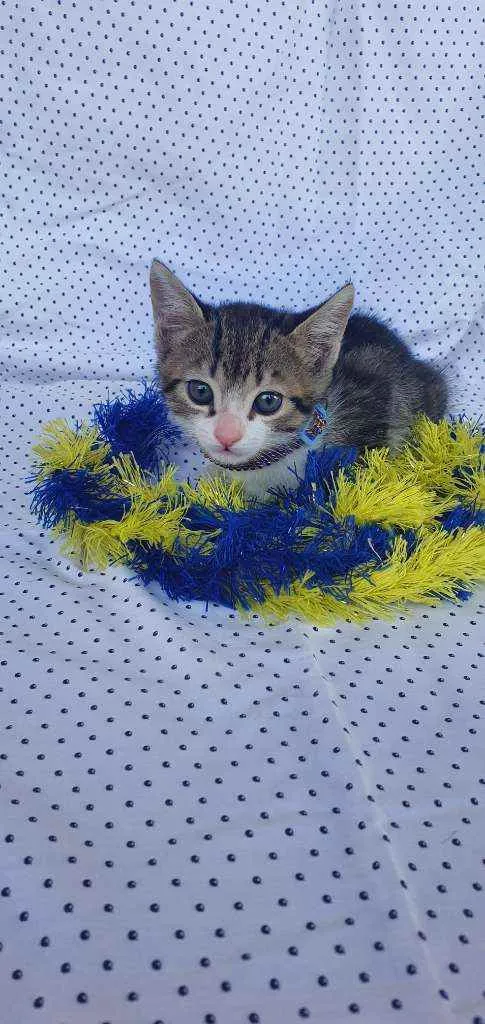 Gato ra a SRD idade Abaixo de 2 meses nome THOR