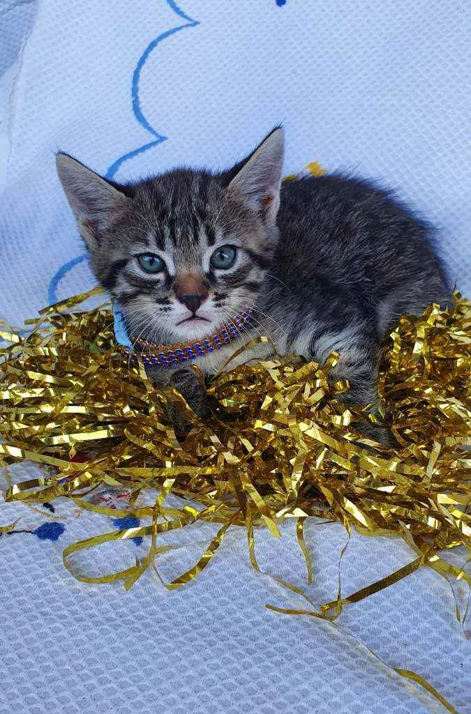 Gato ra a SRD idade Abaixo de 2 meses nome LOKI