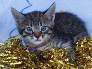 Gato raça SRD idade Abaixo de 2 meses nome LOKI