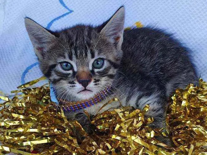 Gato ra a SRD idade Abaixo de 2 meses nome LOKI