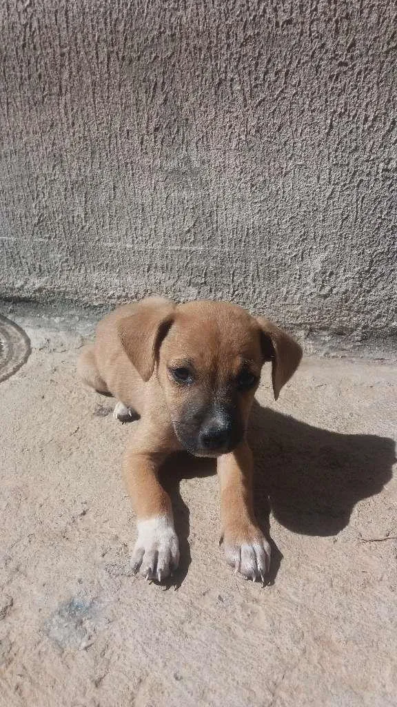 Cachorro raça nao definida idade 2 a 6 meses nome filhote