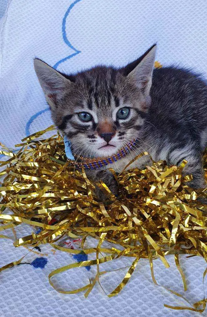 Gato ra a SRD idade Abaixo de 2 meses nome LOKI