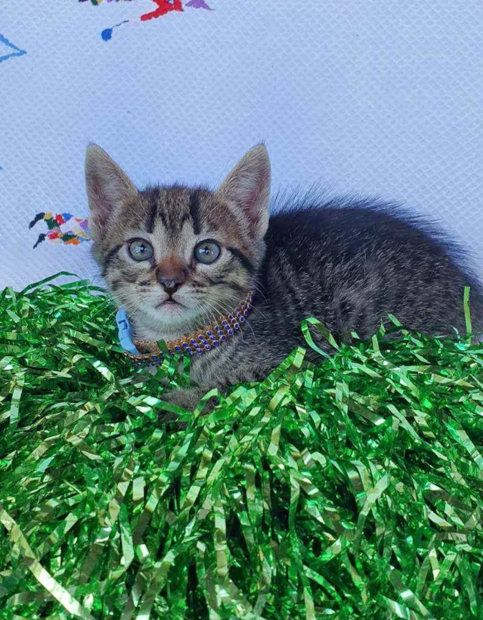 Gato ra a SRD idade Abaixo de 2 meses nome ODIN 