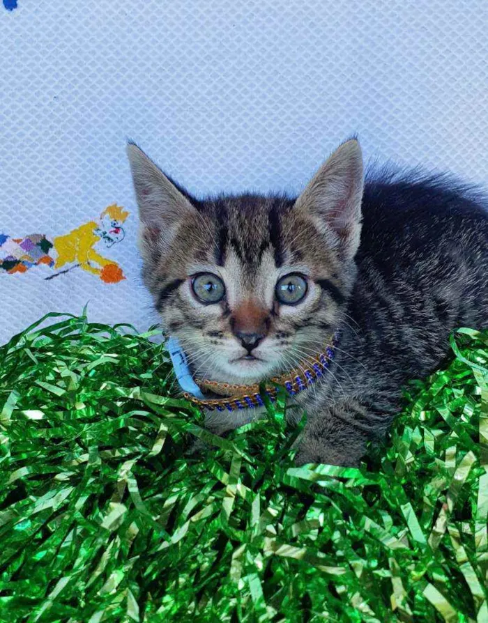 Gato ra a SRD idade Abaixo de 2 meses nome ODIN 