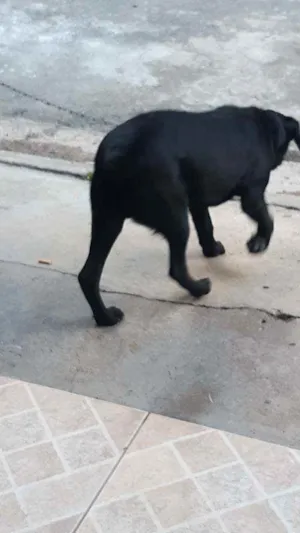 Cachorro raça Labrador idade 2 a 6 meses nome Bart 