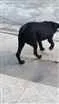 Cachorro raça Labrador idade 2 a 6 meses nome Bart 