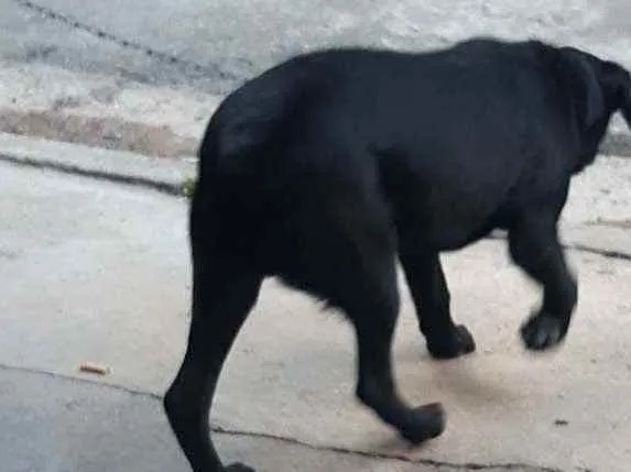 Cachorro ra a Labrador idade 2 a 6 meses nome Bart 