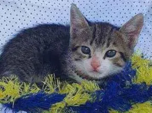 Gato raça SRD idade Abaixo de 2 meses nome THOR