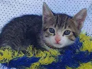 Gato ra a SRD idade Abaixo de 2 meses nome THOR