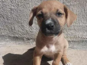 Cachorro raça nao definida idade 2 a 6 meses nome filhote