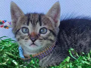 Gato raça SRD idade Abaixo de 2 meses nome ODIN 