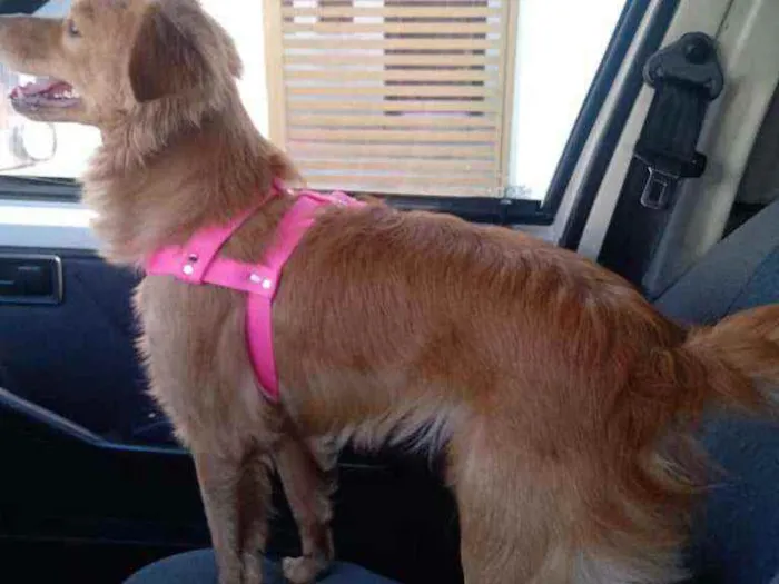 Cachorro raça Srd idade 2 anos nome Amarela