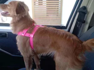 Cachorro raça Srd idade 2 anos nome Amarela