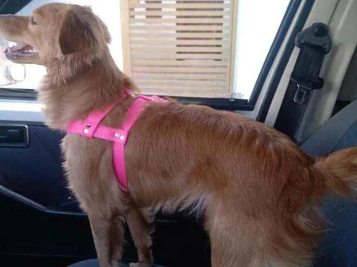 Cachorro raça Srd idade 2 anos nome Amarela