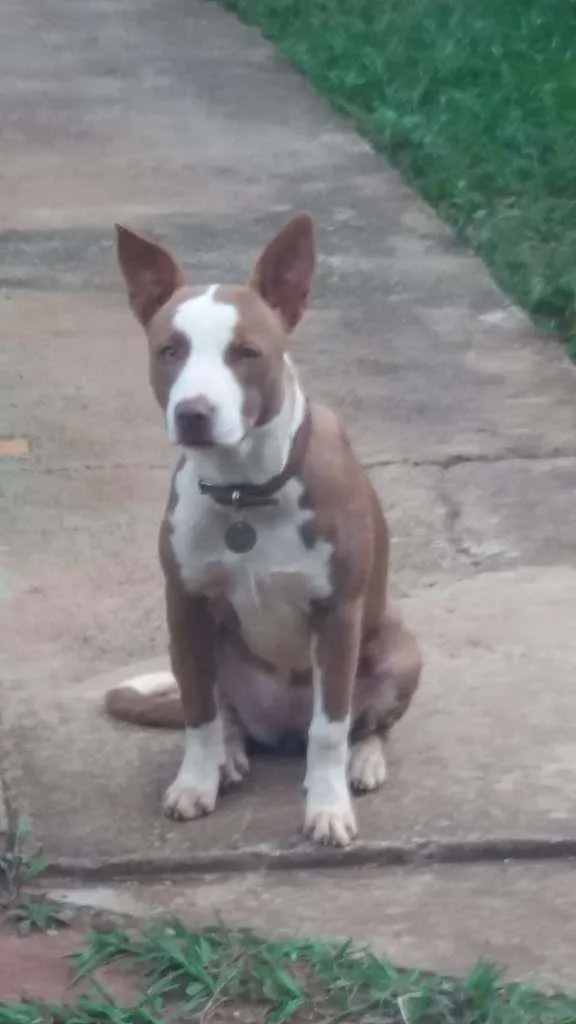 Cachorro ra a Pit-Bull Red Nose idade 2 anos nome Pitty