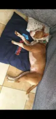 Pitty