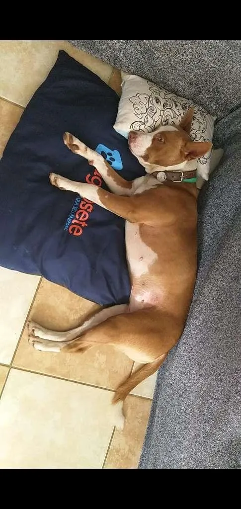 Cachorro ra a Pit-Bull Red Nose idade 2 anos nome Pitty