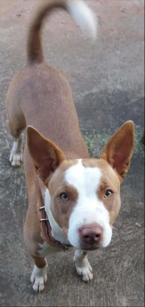 Cachorro ra a Pit-Bull Red Nose idade 2 anos nome Pitty