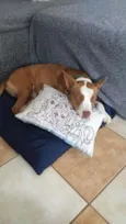 Pitty