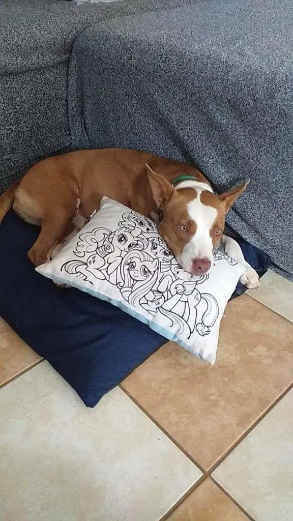 Cachorro ra a Pit-Bull Red Nose idade 2 anos nome Pitty