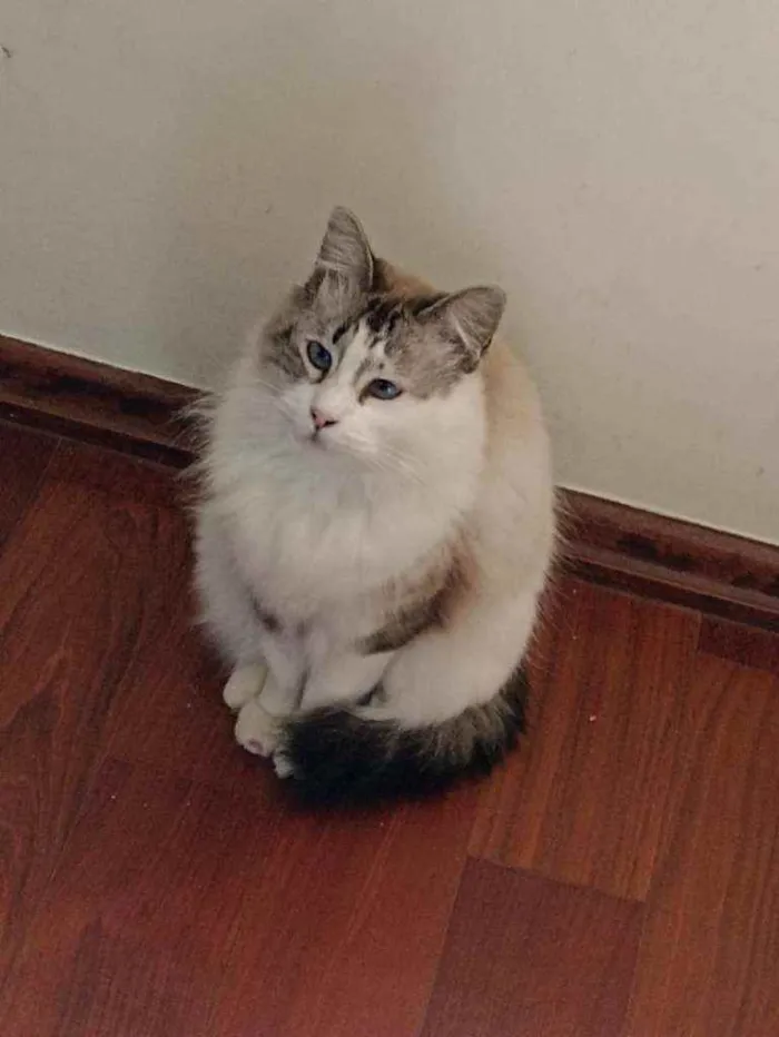 Gato ra a SRD  idade 2 anos nome Babi