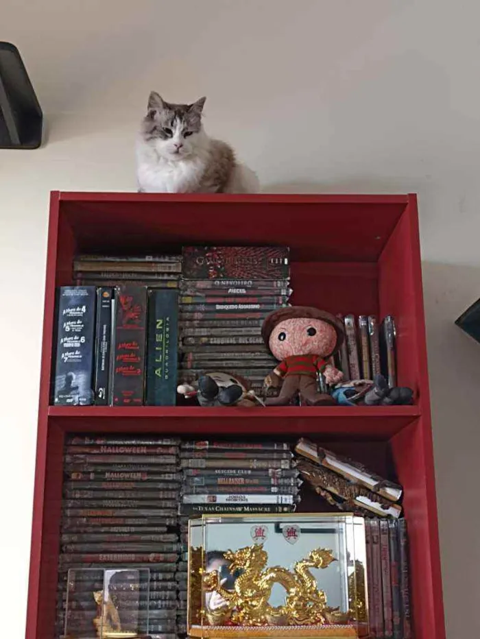 Gato ra a SRD  idade 2 anos nome Babi