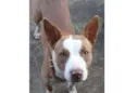 Pitty