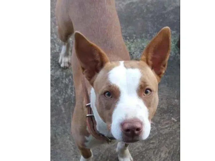 Cachorro ra a Pit-Bull Red Nose idade 2 anos nome Pitty