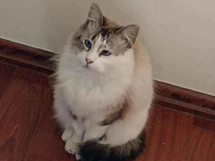 Gato ra a SRD  idade 2 anos nome Babi