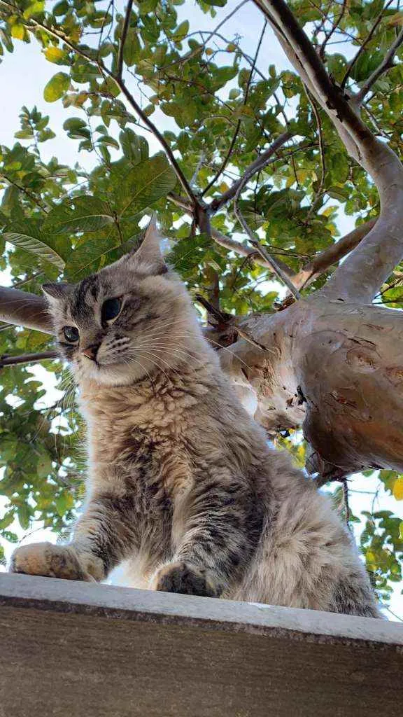 Gato ra a SRD idade 1 ano nome Fumaça