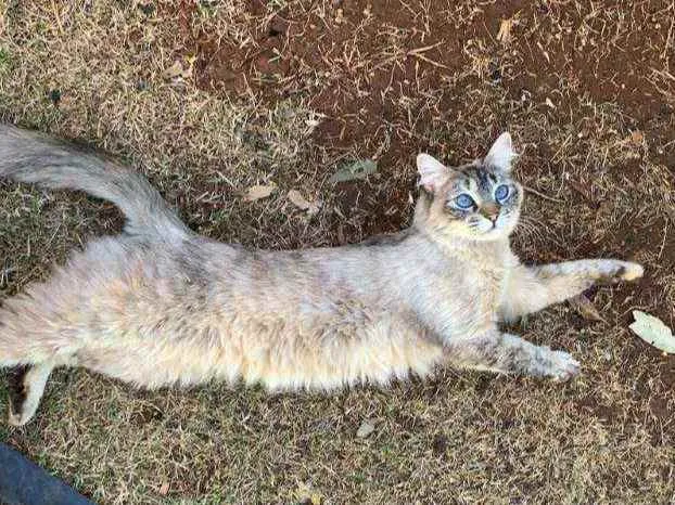 Gato ra a SRD idade 1 ano nome Fumaça