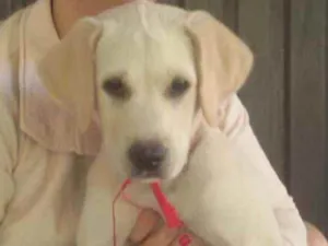 Cachorro raça Labrador  idade 3 anos nome MAia