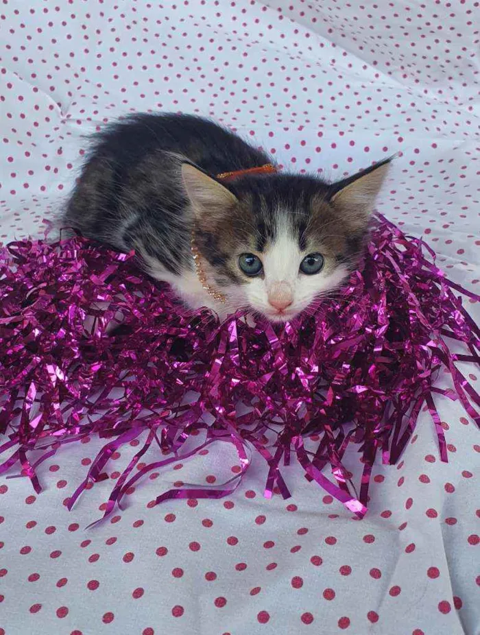 Gato ra a SRD idade Abaixo de 2 meses nome LIZ